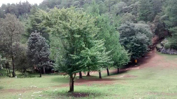 Forest