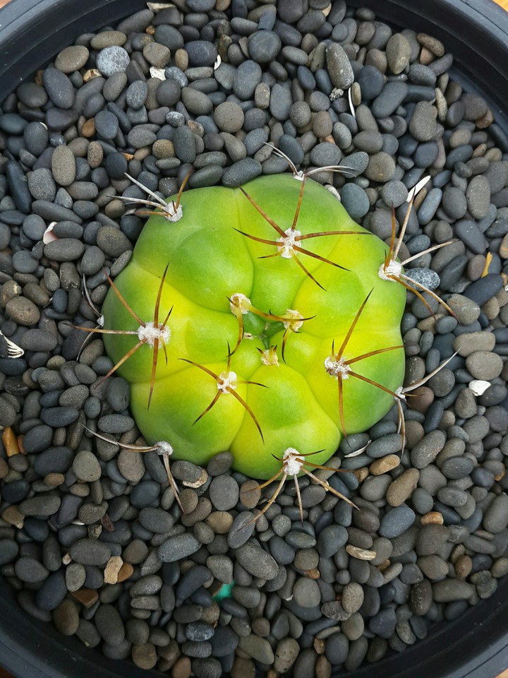 cactus