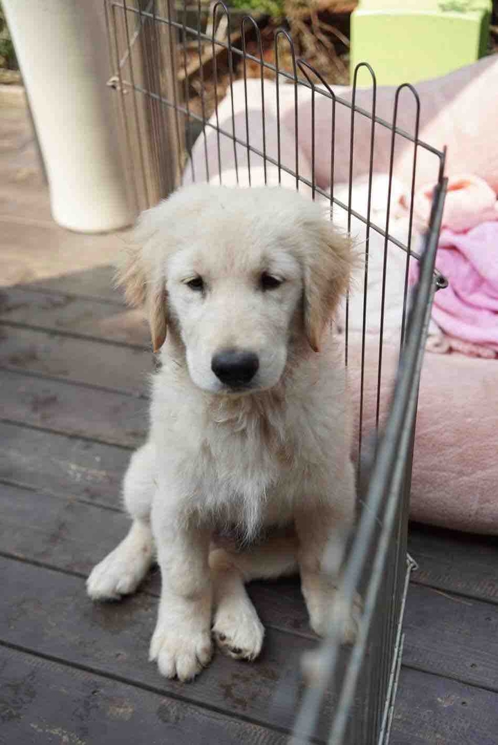puppy