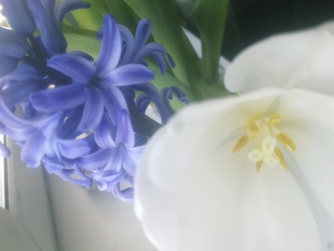 spring is here