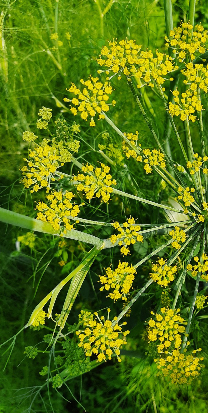 #nature