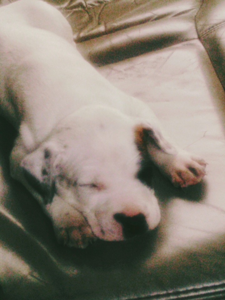 cute sleeping puppy