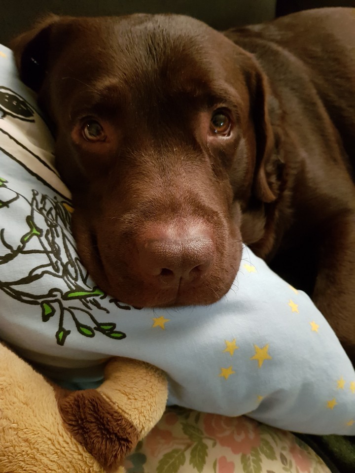 Bruno