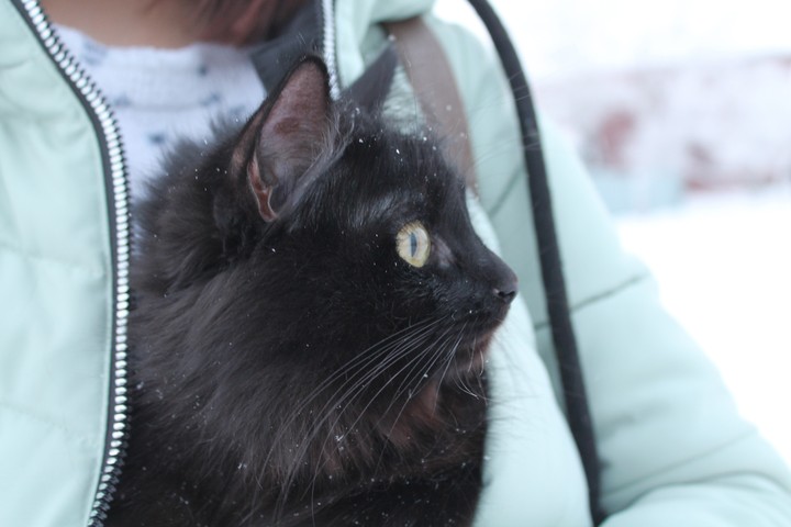 winter walk зимняя прогулка