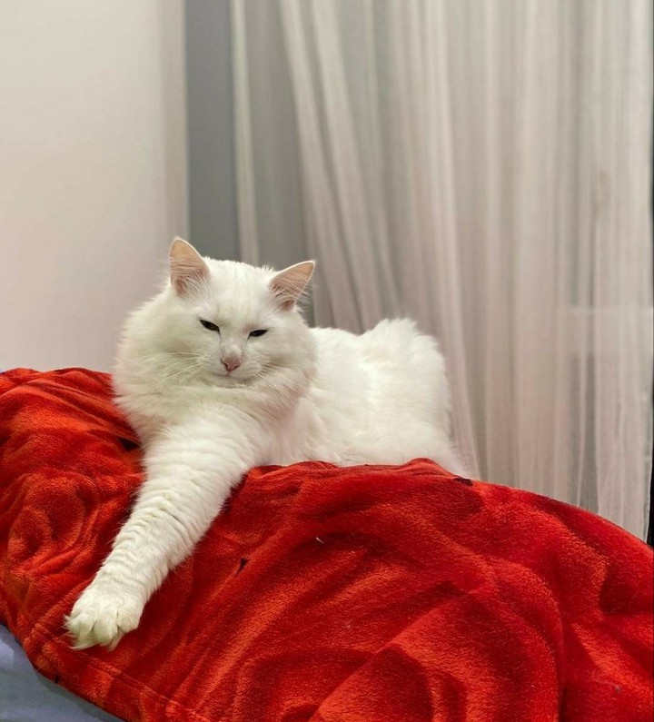 the white king on the red mat