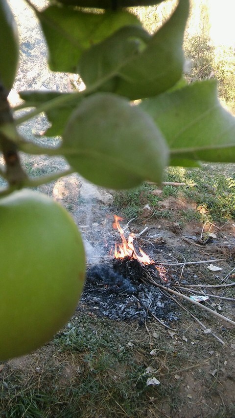 Apple - elma