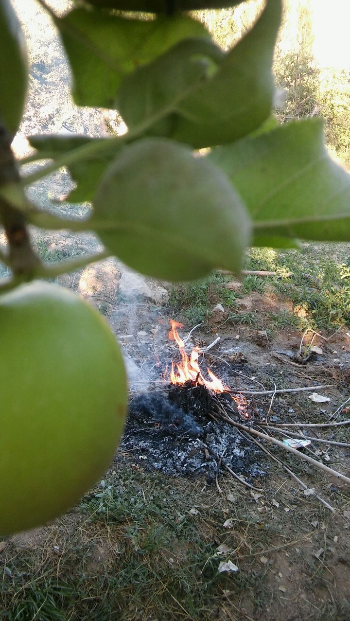 Apple - elma