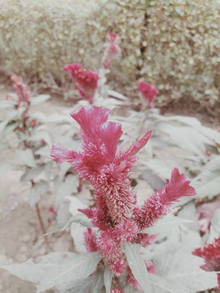 flower