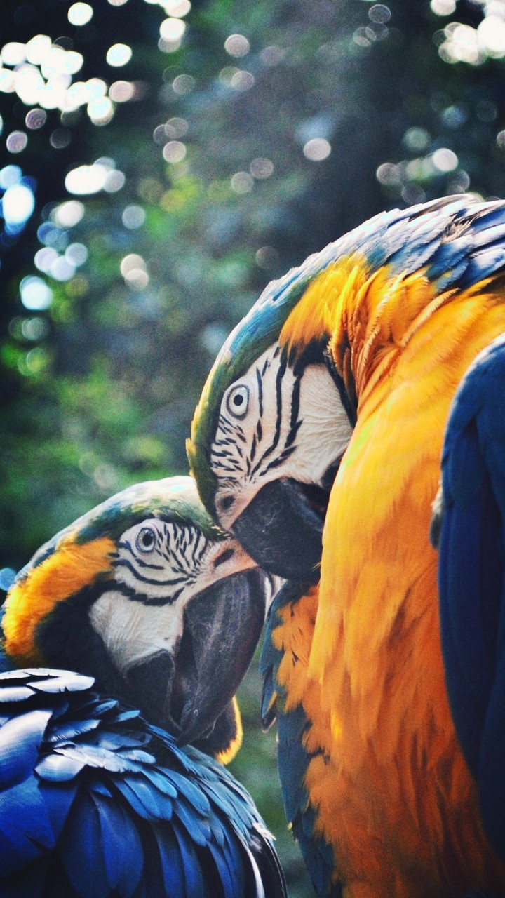two birds