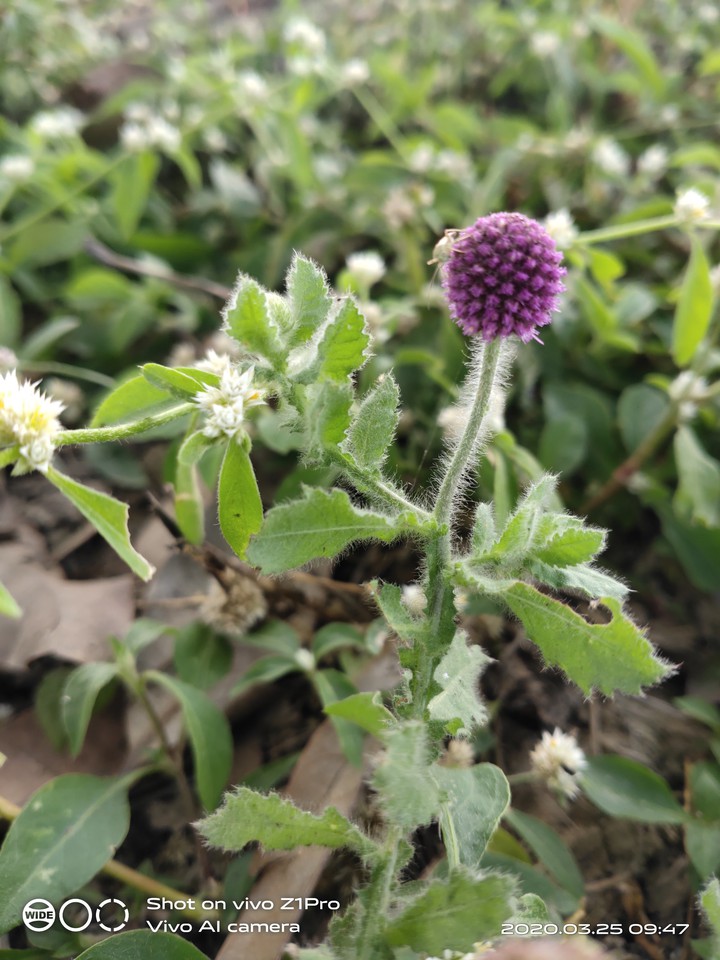 medicinal plant