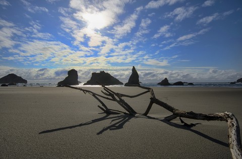 A Branch on The Beach