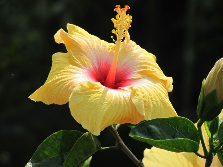 flower