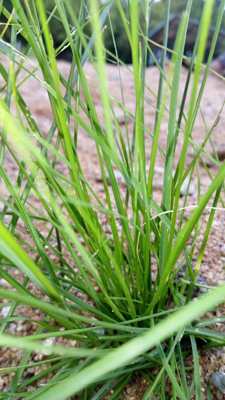 grass