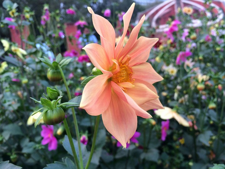 flower
