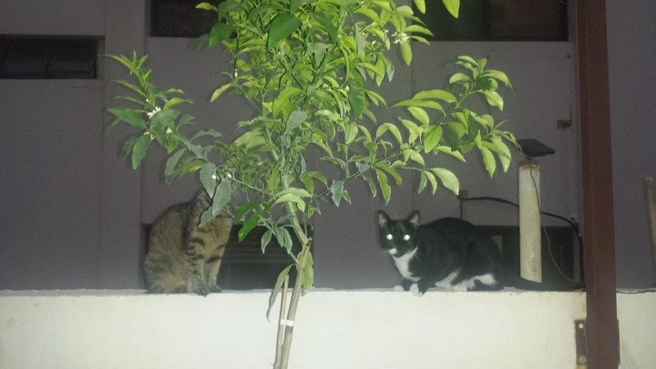 nice cats