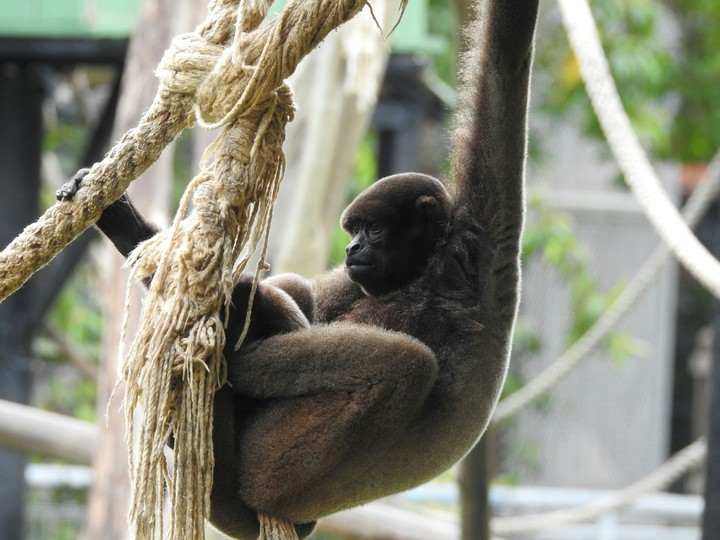 Monkey