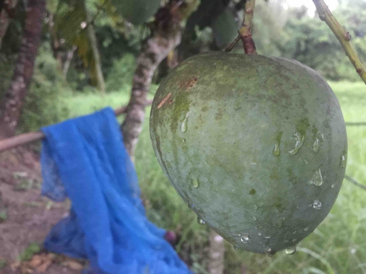 mango