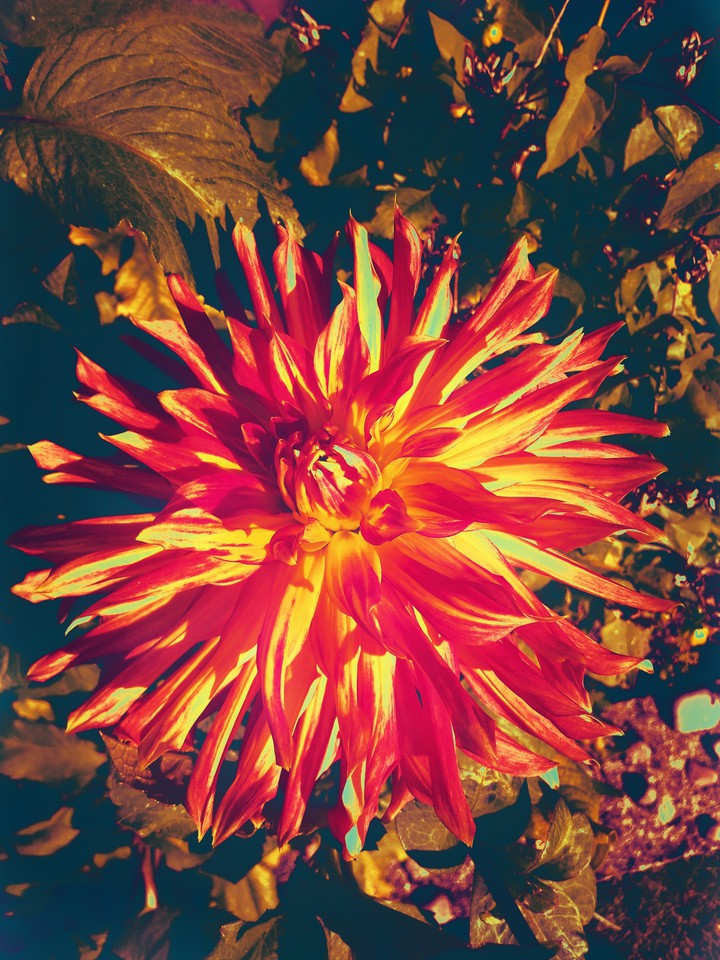 Infrared Dhalia