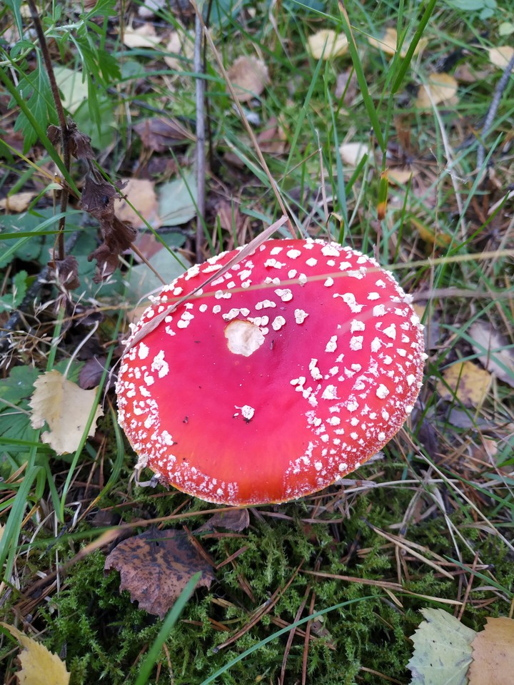fly agaric