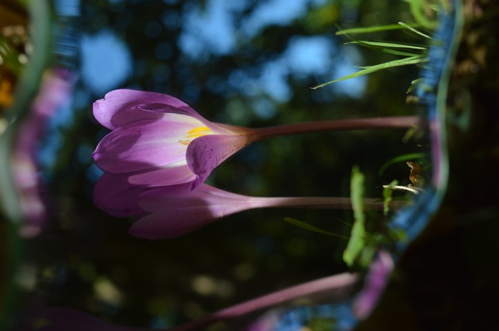 purple petle