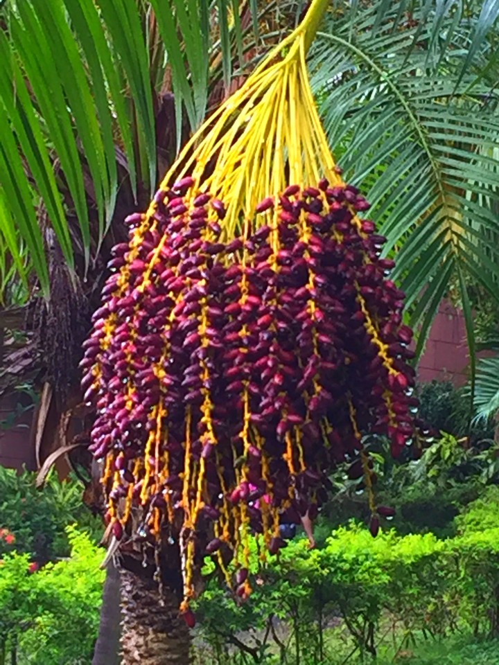 a kind of tree fruit