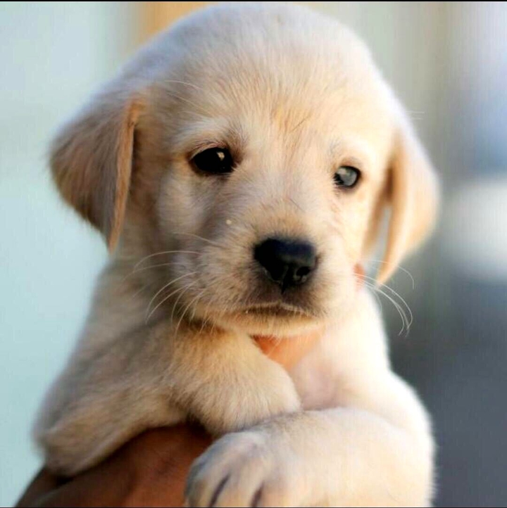 Puppy