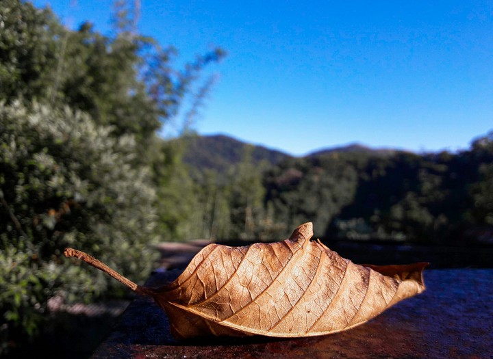 Dry leaf