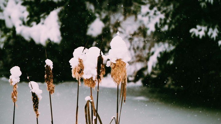 cattail snowstorm