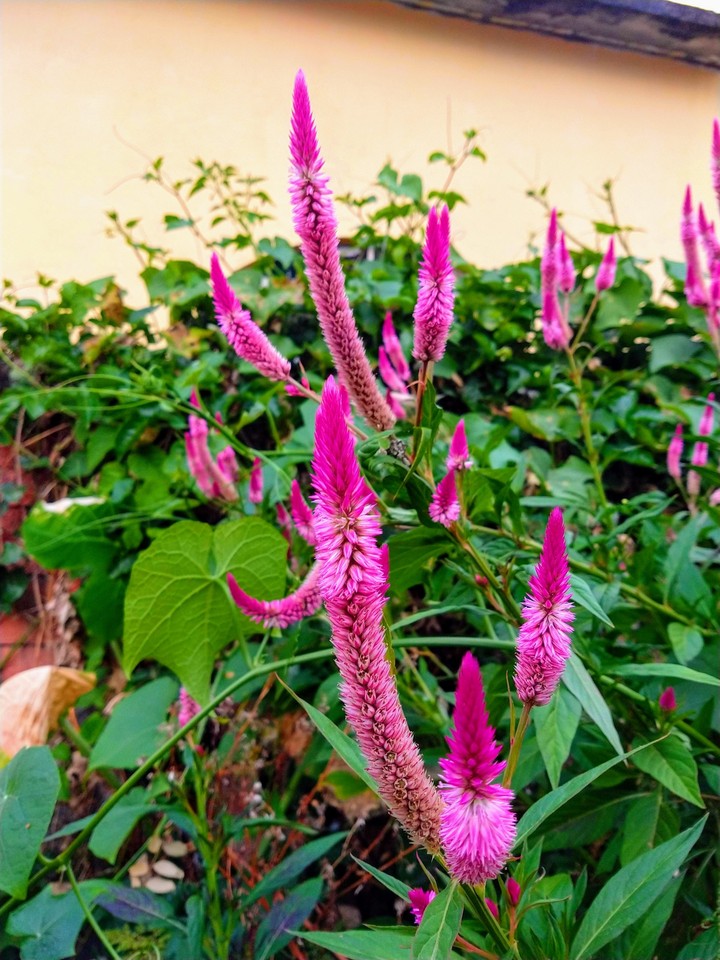 flores