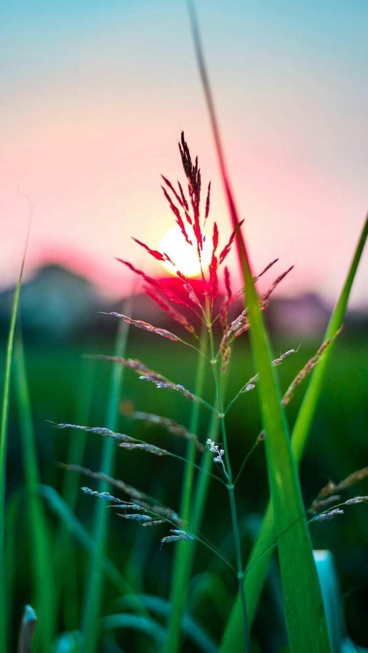 sol