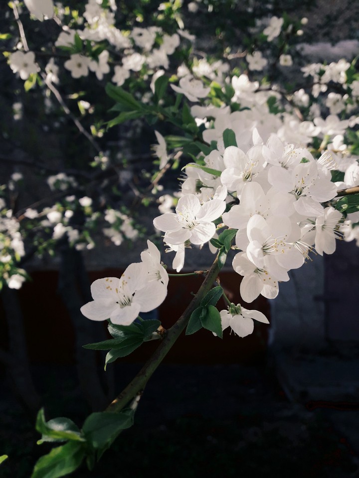 Spring