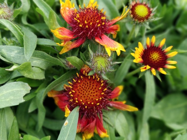 flowers