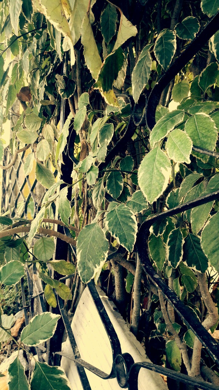 Leaves