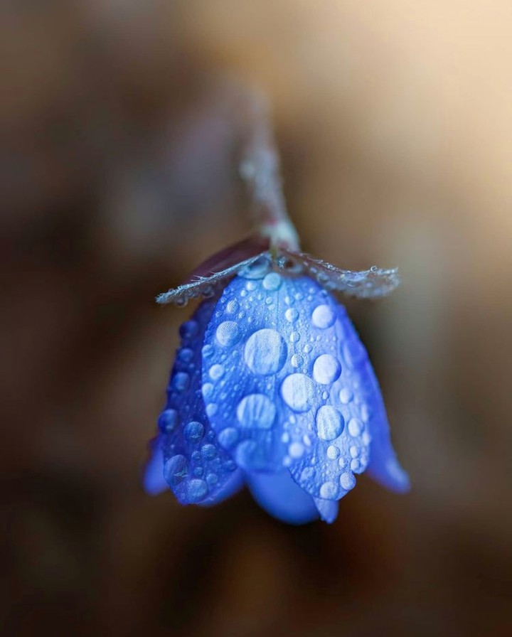 Drop