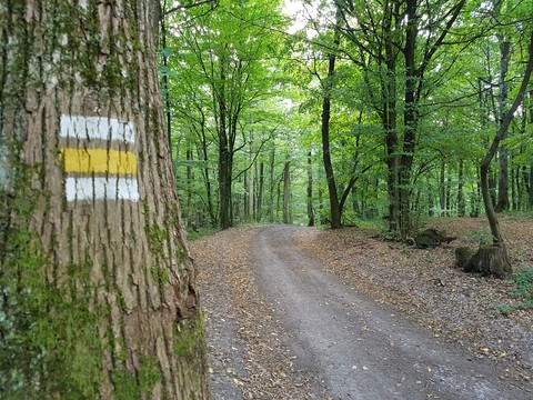 green, wood, nature