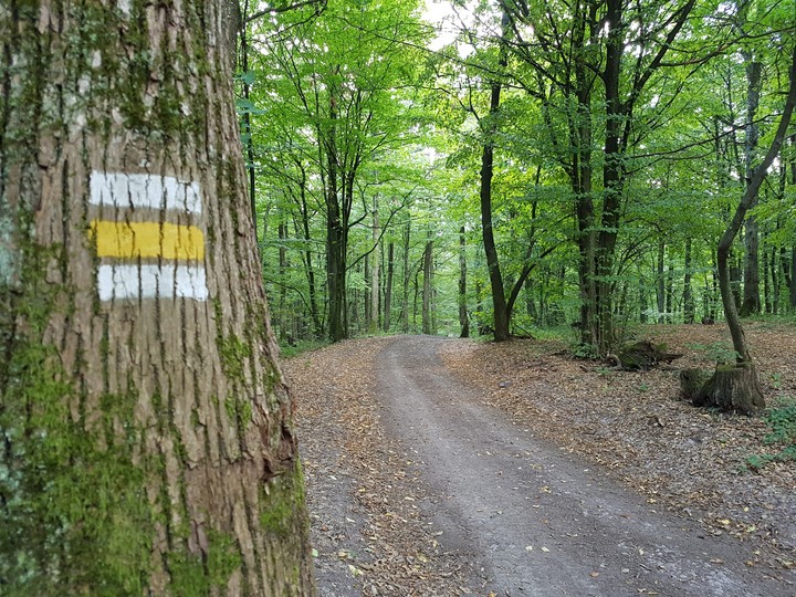 green, wood, nature
