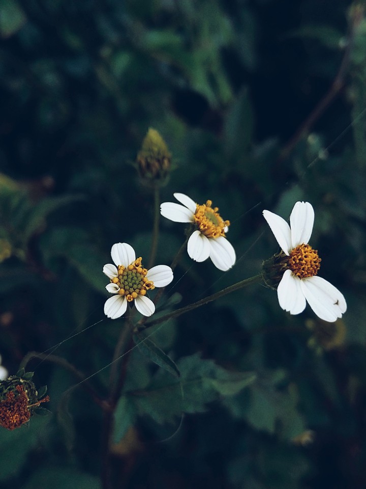 little flowers