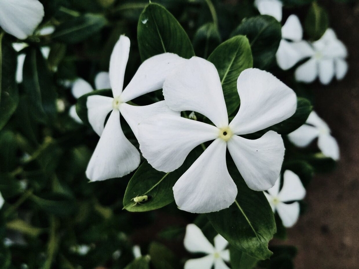 flora