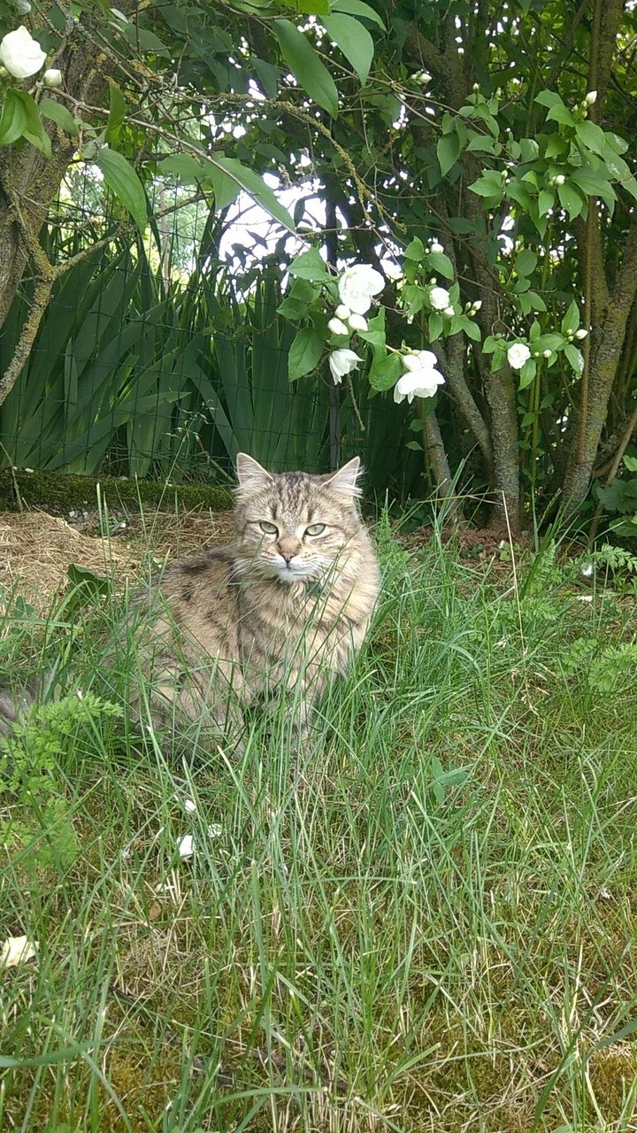 sous les fleurs