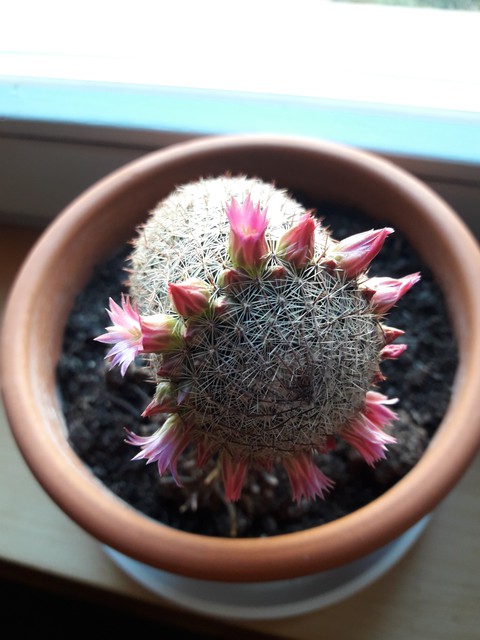flowerpot, plant háttérképek