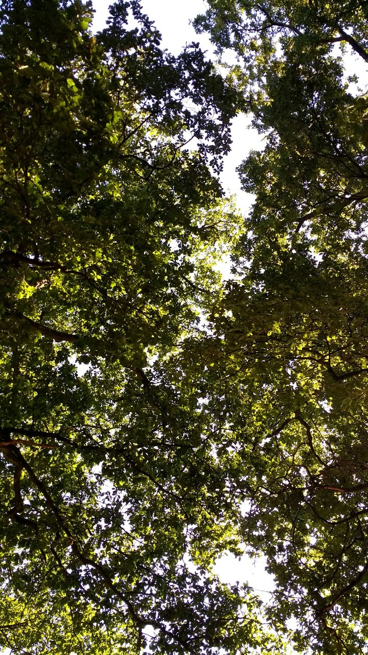 Forrest