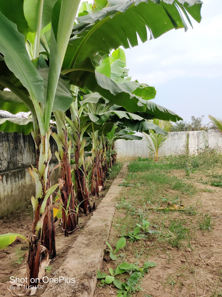 banana plants
