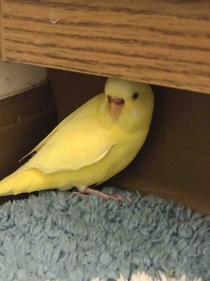 I’m hiding from my owner