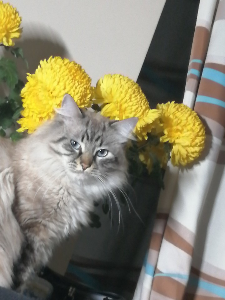 кот