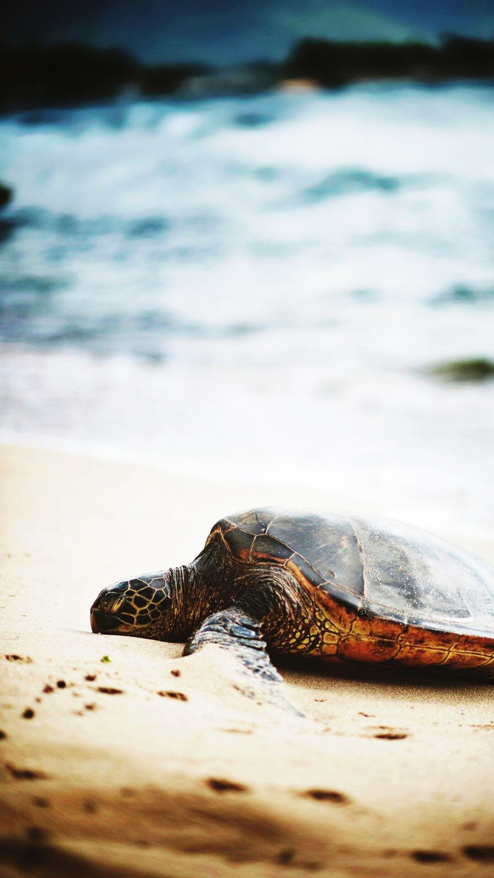 Tortoises, Turtles & Terrapins