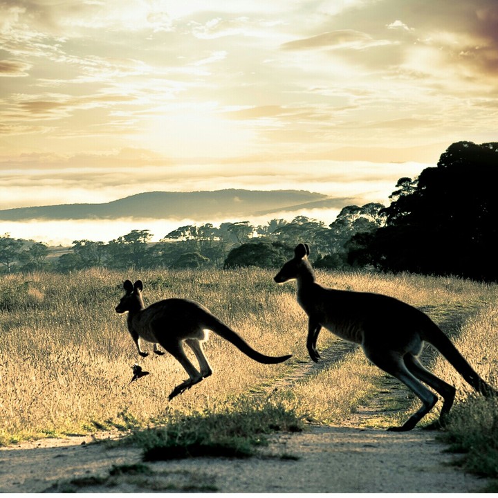 animals [kangaroo]