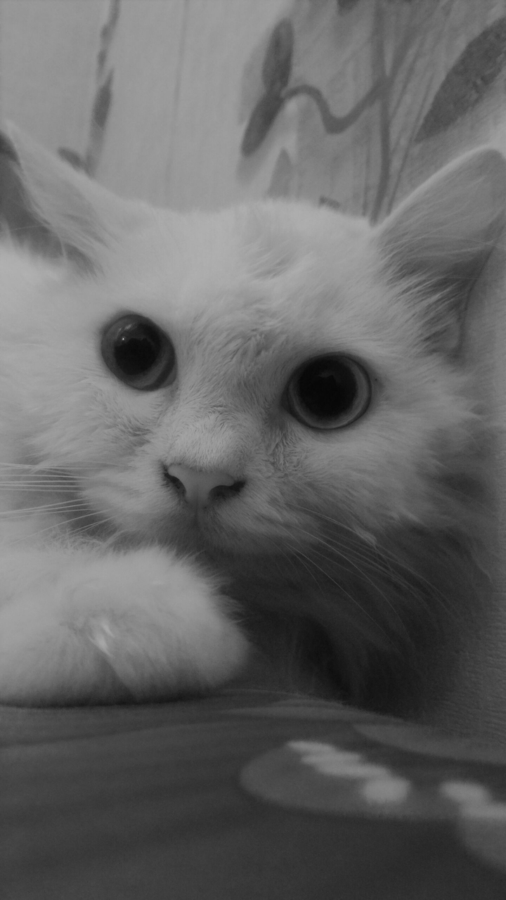 KutE cat