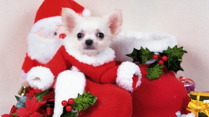 cute puppy