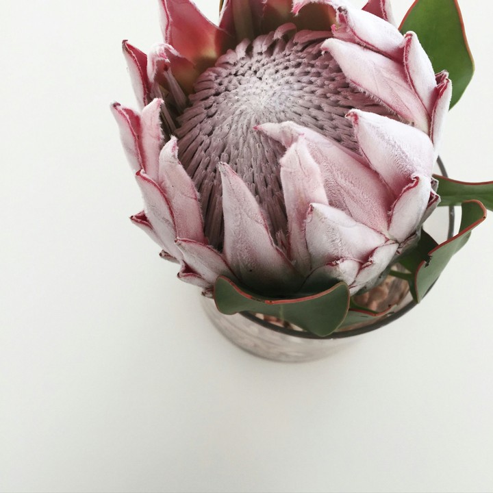 plant life