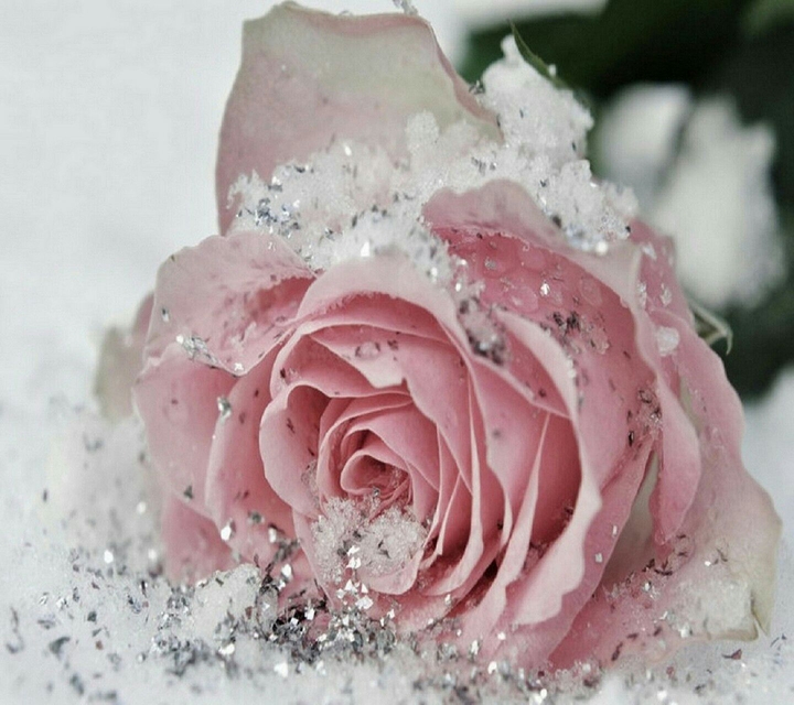 Glittery Rose.